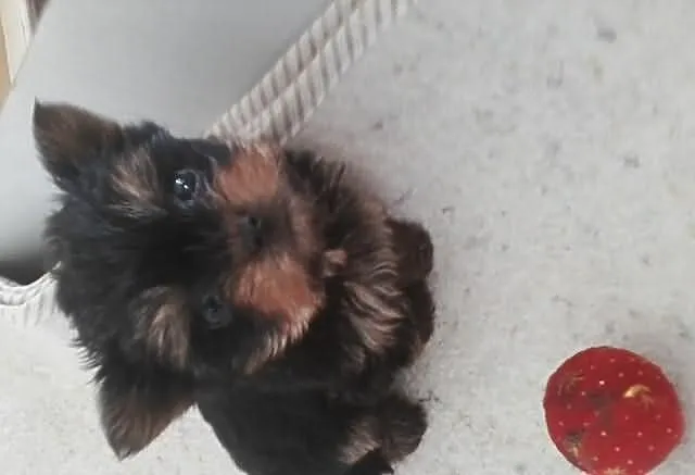 Yorki