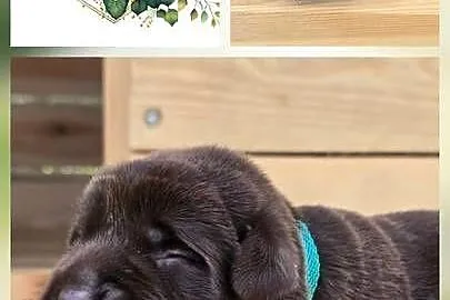 Labrador retriever piesek pieski mały czekoladowy brązowy samiec CHICO, Dolnośląskie, Legnickie Pole