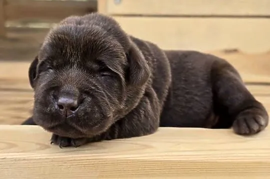 Labrador retriever piesek pieski mały czekoladowy brązowy samiec CHICO, Dolnośląskie, Legnickie Pole