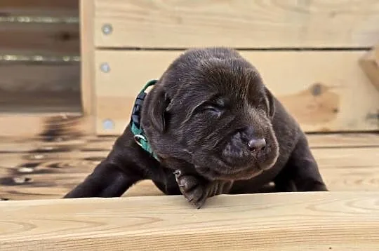 Labrador retriever piesek pieski mały czekoladowy brązowy samiec CHICO, Dolnośląskie, Legnickie Pole