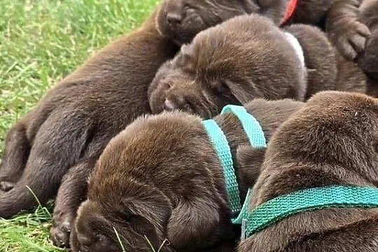 Labrador retriever piesek pieski mały czekoladowy brązowy samiec CHICO, Dolnośląskie, Legnickie Pole