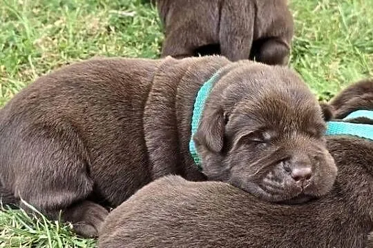 Labrador retriever piesek pieski mały czekoladowy brązowy samiec CHICO, Dolnośląskie, Legnickie Pole
