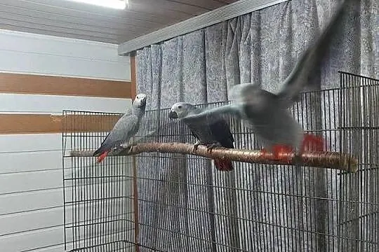 Papugi żako, Śląskie, Ruda Śląska