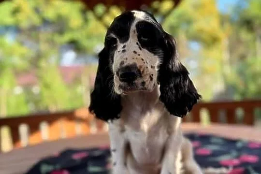Cocker spaniel angielski Piesek Rodowód