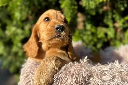 Cocker spaniel angielski Piesek Rodowód, Świętokrzyskie, Kielce