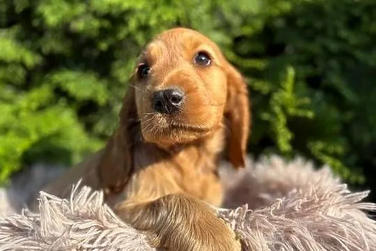 Cocker spaniel angielski Piesek Rodowód, Świętokrzyskie, Kielce