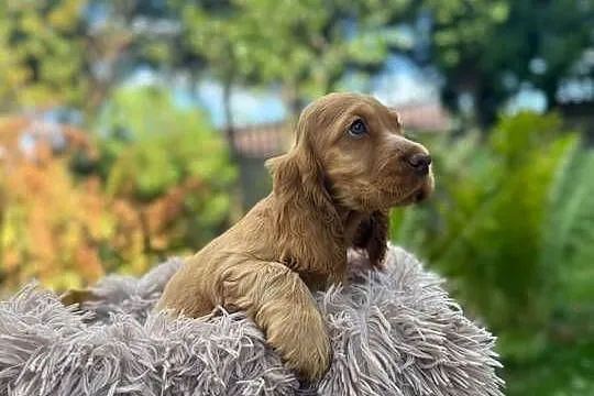 Cocker spaniel angielski Piesek Rodowód, Świętokrzyskie, Kielce