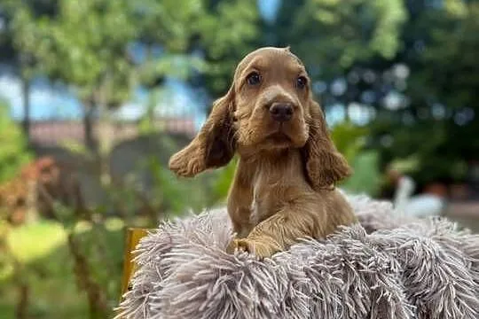 Cocker spaniel angielski Piesek Rodowód, Świętokrzyskie, Kielce