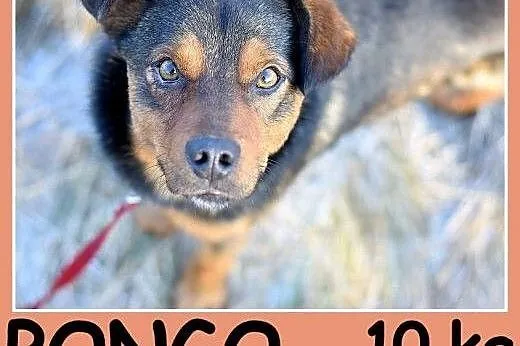 10 kg 1 rok, wesoły,przytulaśny,towarzyski piesek PONGO.Adopcja,  dolnośląskie Wrocław