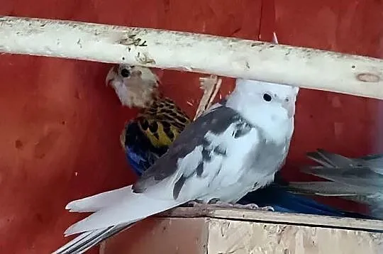 Sprzedam lub wymienię papugi rozelle, Warmińsko-mazurskie, Turza Wielka