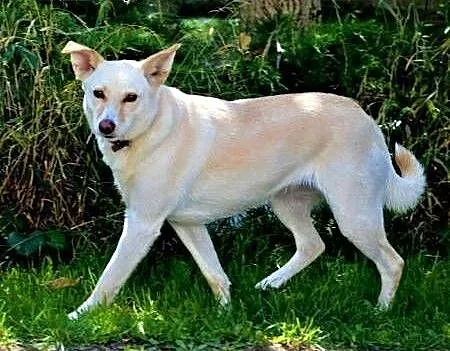 MILKA – piękna, biała sunia już tak długo szuka domu... ADOPTUJ!, małopolskie Kraków, Małopolskie, Kraków