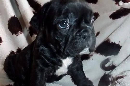 Buldogi francuskie czarne pręgowana białe Buldożki
