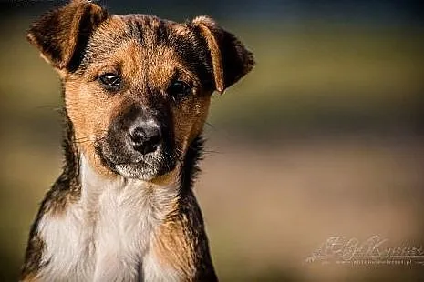 Zolka – poytywna  TRICOLORKA około 4 mce kochana przylepka do adopcji,  śląskie Katowice