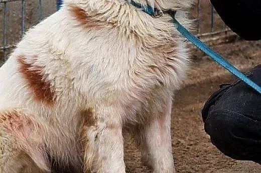 KOLUMB piękny, zagubiony bernardyn szuka DOŚWIADCZ