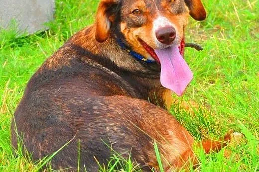CZAKO - piękny, 2,5 roczny psiak szuka pilnie domu,  mazowieckie Warszawa