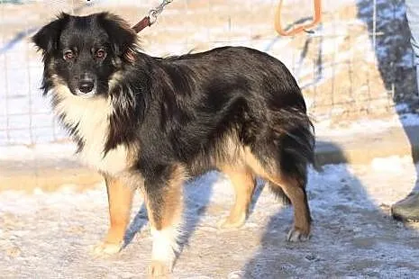 Luke - piękny młodziak,  mazowieckie Nowy Dwór Maz
