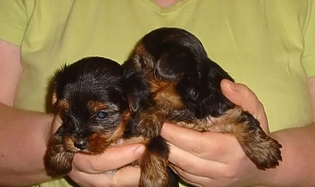 Yorki