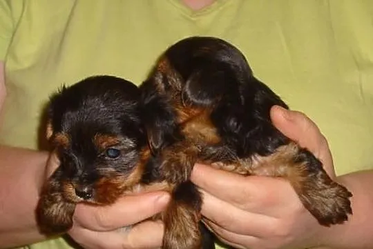Yorki