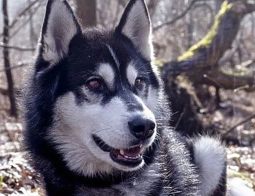 Oskar - ciekawski i przyjacielski husky czeka na d