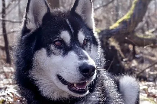 Oskar - ciekawski i przyjacielski husky czeka na d