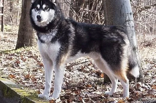 Oskar - ciekawski i przyjacielski husky czeka na d