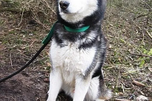 Oskar - ciekawski i przyjacielski husky czeka na d