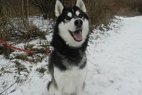 Oskar - ciekawski i przyjacielski husky czeka na d