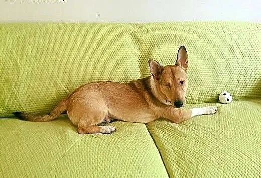 Baścik poleca się do adopcji, śląskie Gliwice