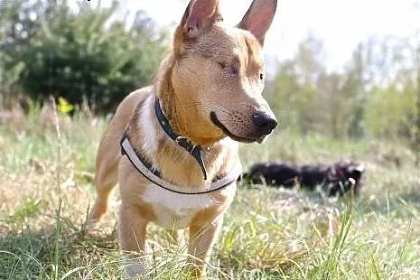 Baścik poleca się do adopcji,  śląskie Gliwice
