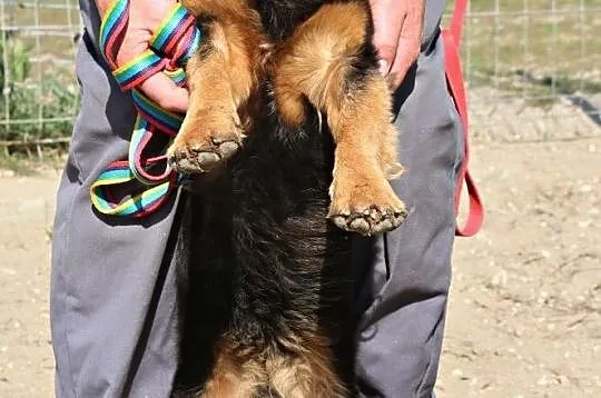 Corgi -bardzo sympatyczny pies, Nowy Dwór Mazowiecki