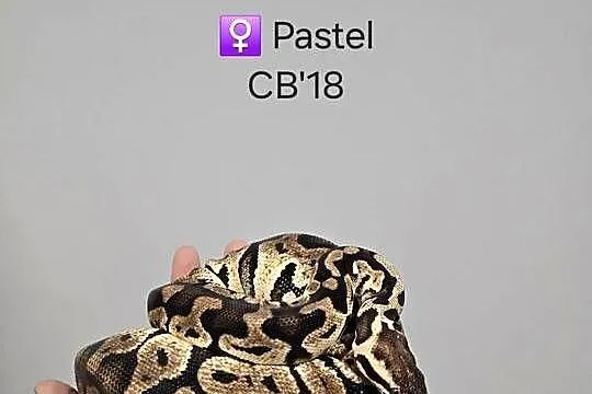 Pyton królewski samica pastel