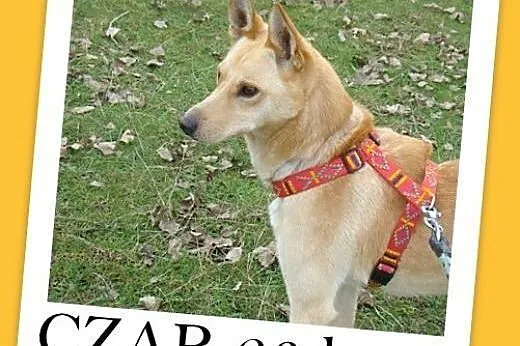 CZAR to biszkoptowy,młody, pełen pozytywnej energii psiak.Adopcja.,  małopolskie Kraków