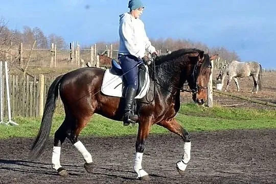 Wałach PRE, andaluzyjski, jest w Polsce, , 