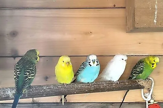 Papugi, likwidacja hodowli, Śląskie, Wodzisław Śląski