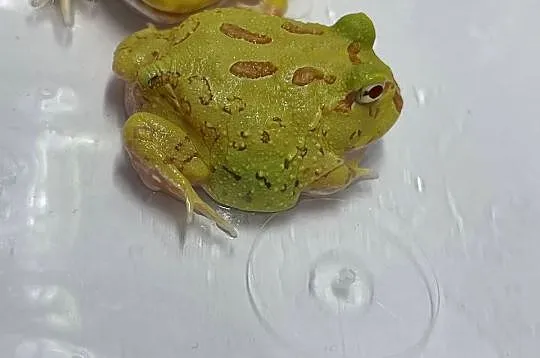 Żaba rogatą pikachu
