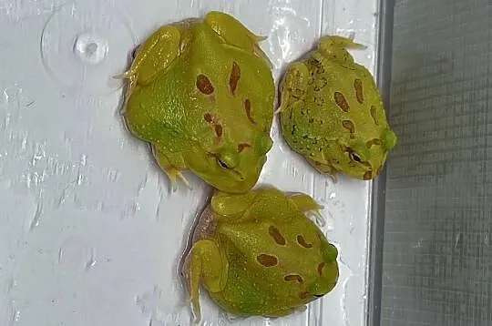Żaba rogatą pikachu, Śląskie, Katowice