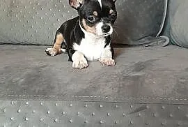 Sprzedam pieska chihuahua