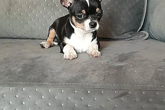 Sprzedam pieska chihuahua, Mazowieckie, Jaktorów