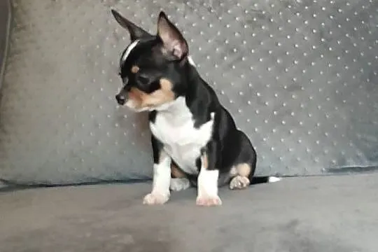 Sprzedam pieska chihuahua, Mazowieckie, Jaktorów