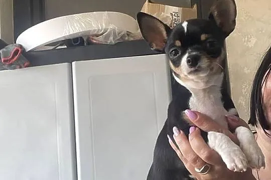 Sprzedam pieska chihuahua, Mazowieckie, Jaktorów