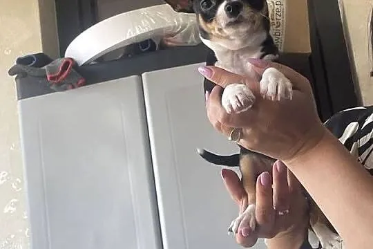 Sprzedam pieska chihuahua, Mazowieckie, Jaktorów