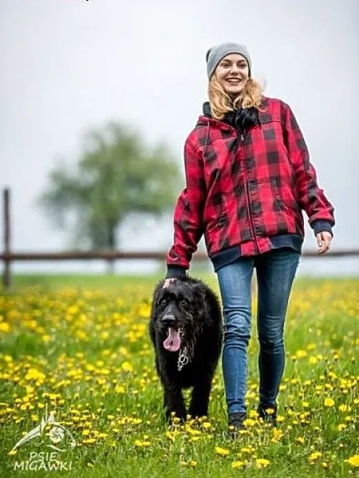 Uległy, wpatrzony w człowieka Kaj szuka domu, świ
