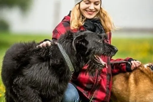 Uległy, wpatrzony w człowieka Kaj szuka domu,  świ