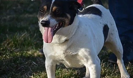 Nieduża Norka, przyjazna i nakolankowa sunia ADOPCJA, Kundelki cała Polska,