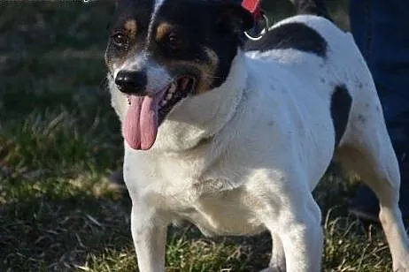 Nieduża Norka, przyjazna i nakolankowa sunia ADOPCJA,  Kundelki cała Polska, 