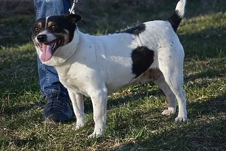 Nieduża Norka, przyjazna i nakolankowa sunia ADOPCJA,  Kundelki cała Polska, 