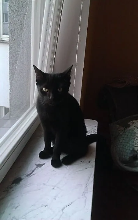 Kocurek Sajmon uroczy przyjacielski kochający ludz