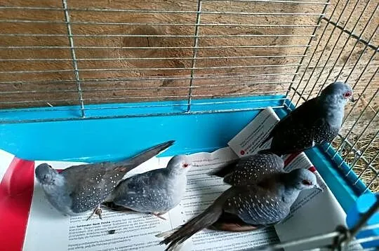 Sprzedam gołąbki diamentowe