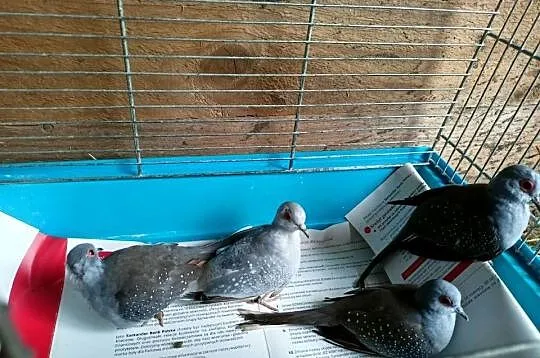 Sprzedam gołąbki diamentowe, Wielkopolskie, Dziewiątka