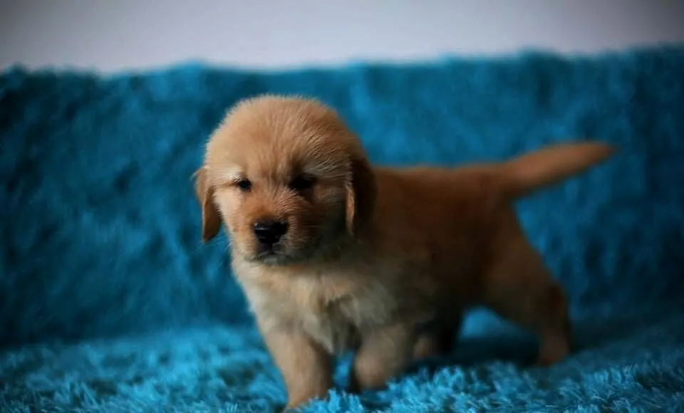 GOLDEN RETRIEVER-złote ,po championach, typ amerykański, Dolnośląskie, Wrocław
